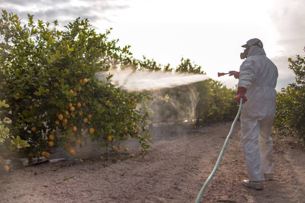 Best Insect Control  in Trinity, FL